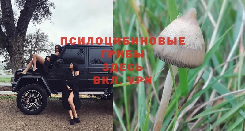 Псилоцибиновые грибы Psilocybine cubensis  Североморск 